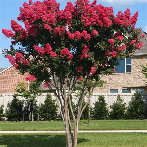 Creating a romantic atmosphere with the help of sunset magic crepe myrtle trees